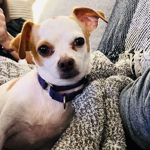 Meet your Posher, April